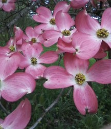 Some of my flowers and plants 5a45d202c1b51.jpg