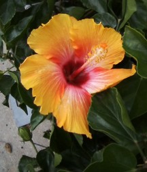 Some of my flowers and plants 5a45d20d1e4b3.jpg