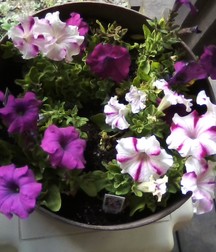 Some of my flowers and plants 5a45d210b8478.jpg
