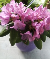 Some of my flowers and plants 5a45d213c8598.jpg