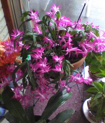 Some of my flowers and plants 5a45d23ba46df.jpg
