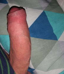 Cock 2 5bb87797840d3.jpg