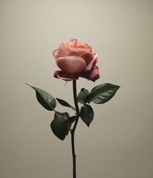 KissMe's Mix 5a6c39b2e5e6d.jpg