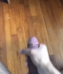 Candy39 5dad0ef0316f1.gif