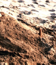 Monday Mix-Up 5e82400417691.jpg