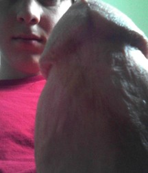 Mix of Young Cocks 5a82e568bffcd.jpg