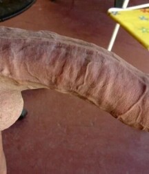 You need cock to feel alive boys porn 5f726e051b222.jpg