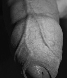 Aleex 08 5aae9b822aa43.jpg