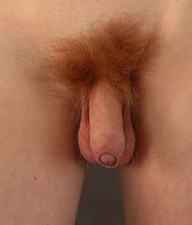 472/ Alex - cocks of different ages