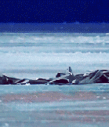 Serial gifer. A mix of animated twinks 5e075452ba8db.gif