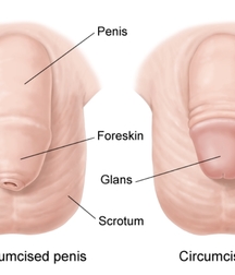 Boys, penis and fantasy 5e9c7d7a7c223.jpg