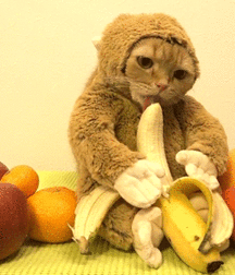 The secret life of bananas 5f458f7c0fafc.gif