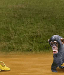 The secret life of bananas