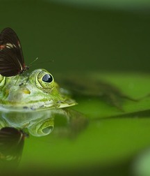 Time to Reflect  on Nature 5ad92eb69f159.jpeg