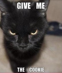 Imatiger - Cat