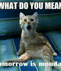 Imatiger - Cat 5b664c254749f.jpg