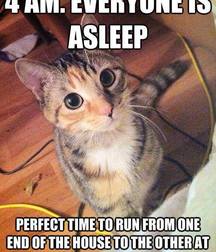 Imatiger - Cat 5b664c280fb0c.jpg