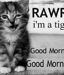 Imatiger - Cat 5b664c2df1d0a.jpg