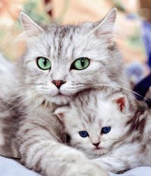 Imatiger - Cat 5b664c2f8b1dd.jpg