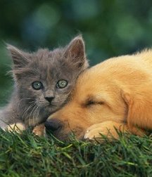 Imatiger - Cat 5b664c4407d5f.jpg