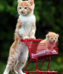 Imatiger - Cat 5b664c48c87b0.jpg
