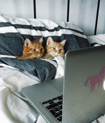 Imatiger - Cat 5b664c4eebc4d.png