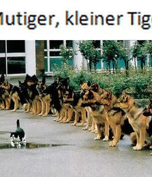Imatiger - Cat 5b664c571b792.jpg