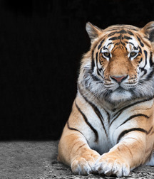 Imatiger - Cat 5b664c5f75499.jpg