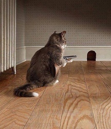 Imatiger - Cat 5b664c60f2320.jpg