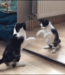 Imatiger - Cat 5b664c672a3c3.gif