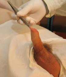 Doctor games with young twink porn 61c7776c0f931.jpg