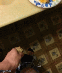 Horny For Food 5d3f6369586ce.gif