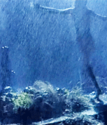  Bluelines Twink Tube 652 5ecbf975d93ca.gif