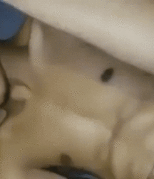 Twink Honey Pot Cute Boy Porn Fuck Secure 60afbba0bfa62.gif