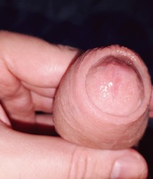 Cocks 5d4c22b315901.jpg