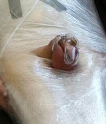 Chastity - Ball Stretching - CBT 5be262a7e886a.jpg