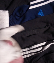 Trackies Cock Fun Gay Porn 61e1b1ed82f5d.jpg
