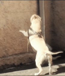 Cartoon art by Harry Bush or Arte,  5e2731e9adcbb.gif