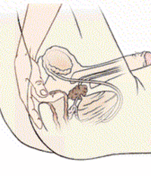 Cum, penis, toys, wings 5e29e7ff4e50e.gif