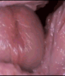 Lots of Cock, some screwing 5e2c3ea794ada.gif