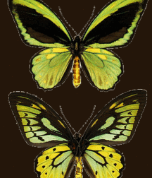 Elvis, Cute Guys, Butterflies 5e2c3f85b961e.gif