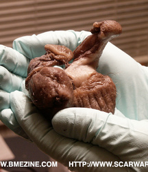 Brothers loving, cartoons, art 5e2c494f8caa8.jpg