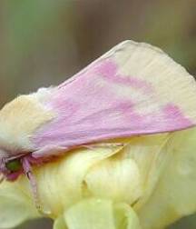 Moths, angelic images, cum faces 5e2c8062d3c29.jpg