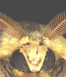 Moths, angelic images, cum faces 5e2c8079435dd.jpg
