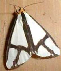 Moths, angelic images, cum faces 5e2c8128f1fcc.jpg