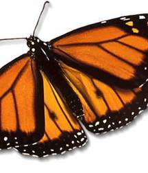 Zoom taping some dude's ass, butterflys 5e2cac980eb35.jpg