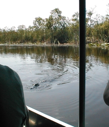 Alligator, Chad, Brandon, Surfing 5e2dcbf616358.jpg