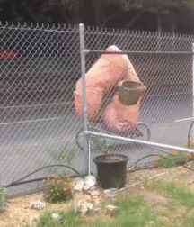 Oddities and Strange Happenings Porn 5f036d8cd320a.gif