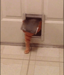 People Doing Things, sex in motion porn 5f1098d7d4bcf.gif