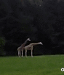 Sex is Art, Art is Sex, porn 5f1dd7deaf27b.gif